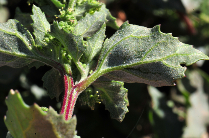 Nettleleaf Goosefoot has green leaves with a small stem or petiole. Leaf shapes are variable; triangular, ovate or rhombic-ovate and the margins are irregularly dentate as noted in the photograph. Chenopodiastrum murale 